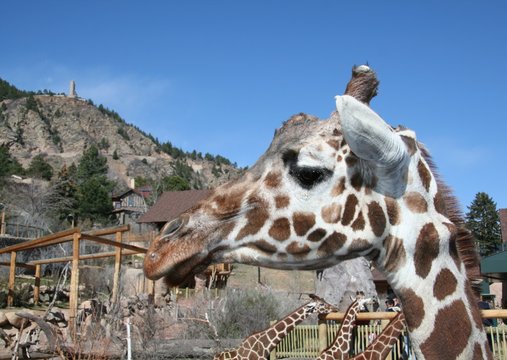 giraffe, zoo, wild, neck, tall, legs, spots