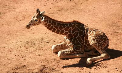 giraffe, zoo, wild, neck, tall, legs, spots