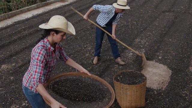 Workers shoveling coffee pods into basket