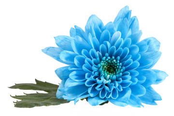 Single blue color Chrysanthemum flower isolated on white background, close up.