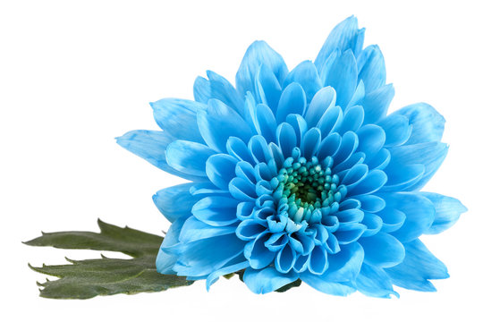 Fototapeta Single blue color Chrysanthemum flower isolated on white background, close up.
