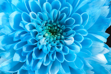 Background of blue chrysanthemum flower, close up.
