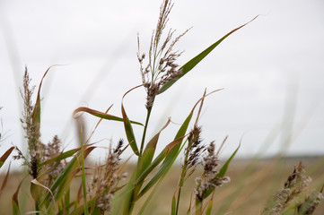 Gräser im Wind
