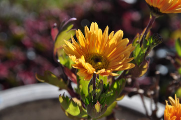 Blumen und Blüten