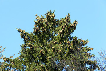 Fototapeta na wymiar spruce cones on the top of the tree