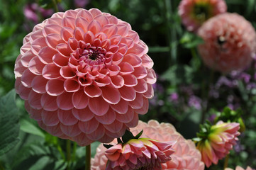 Blumen und Blüten