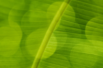 Green banana leaf and spot background