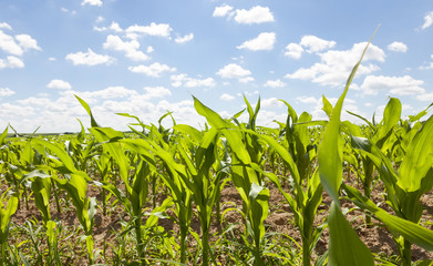 corn field close-up