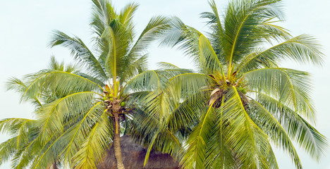 Fototapeta na wymiar palm trees on the background