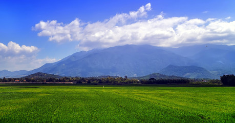 Rice field