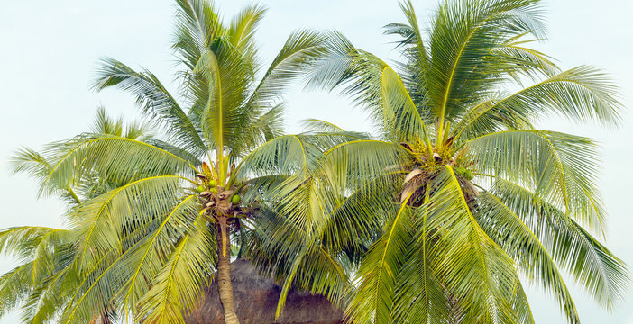 palm trees on the background