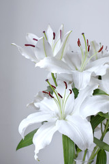 Beautiful bouquet of lilies on a white background