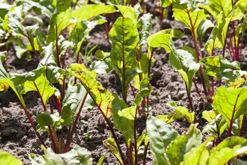 Beetroots, closeup
