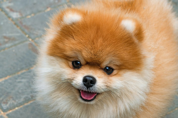 Pomeranian Spitz, portrait of the domestic dog, head closeup