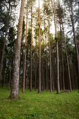 Photo of Pine trees in the forest with have sunlight in the afternoon for background.