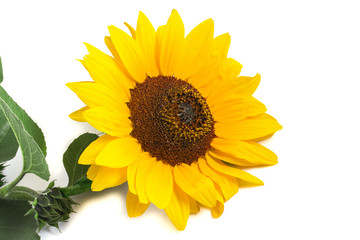 Obraz premium one ordinary bright yellow blooming sunflower