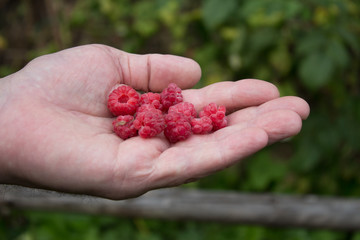 Closeup of ripe red raspberries in the old man hand in garden.Natural green background.