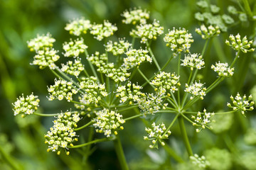 Fennel , closeup