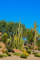 Desert cactus landscape in Arizona