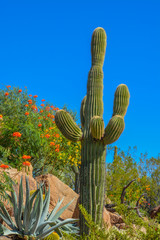 Desert cactus landscape in Arizona