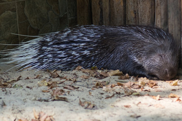 Sleeping porcupine