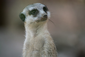 Fototapeta premium Suricate