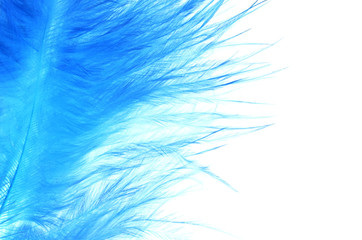 Fototapeta na wymiar Blue feather background