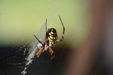 Garden Spider