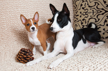 red Basenji puppy with mother black Basenji dog
