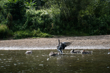 a goose swims in water spreading its wings