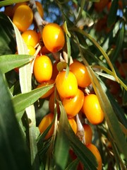 Ягоды облепихи