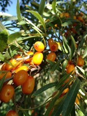 Ягоды облепихи