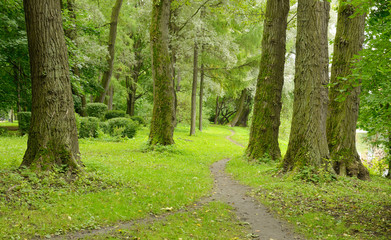 Path between trees in the Park.