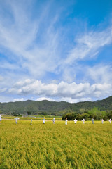 実りの秋　日本の田園風景