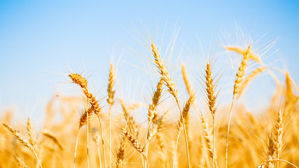 Photo of ripe wheat spikes