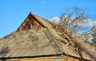 Dry pine that fell on the abandoned house with asbestos roof.