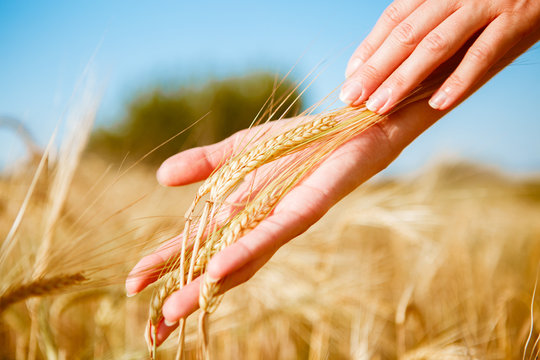 Toned image of human hands with rye spikelets