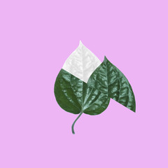 Creative minimal tropical Green Leaf on pink background. Flat lay. minimal idea concept.