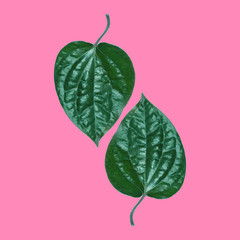 Tropical Green Leaf on pink background. Minimal style,Summer minimal concept. Flat lay.