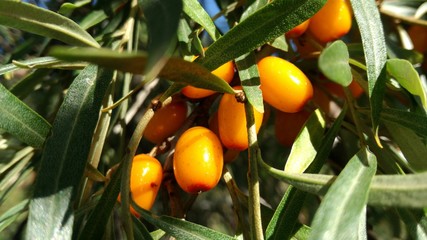 Ветка облепихи