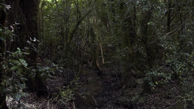 En la profundidad de bosque