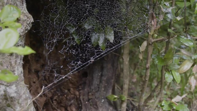 En la profundidad de bosque