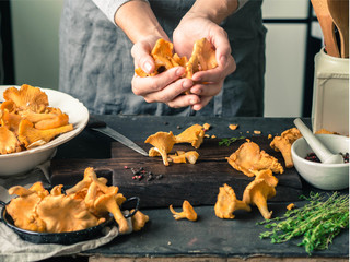 A woman is holding a handful of fresh chanterelles. Wild chanterelles mushrooms in different bowls...