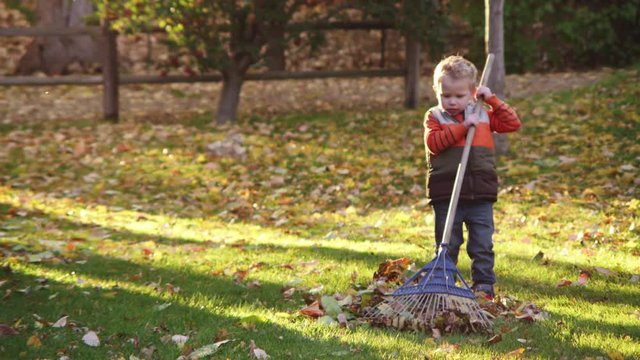 Little boy trying to rake leaves in autumn sunset