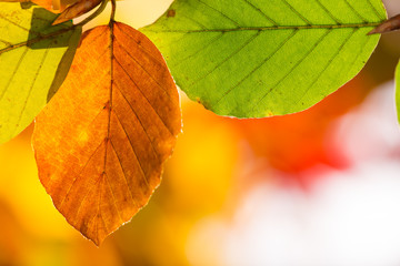 Autumn leaves background