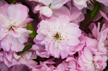 Spring sakura blossom