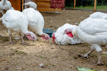 Turkey on a farm , breeding turkeys. White turkey portrait. Flock of Turkeys at the farm. Pasture raised turkey on a farm.
