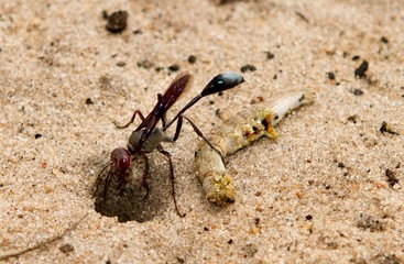 African wasp burying a large pupae on the dry african plains