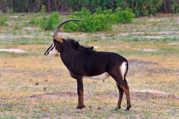 Elegant fulll frame side profile of a male sable antelope standing in the bush in Hwange, Zimbabwe © paula