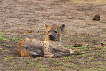 Spotted Hyena resting on the dry arid plains in Hwange, Zimbabwe